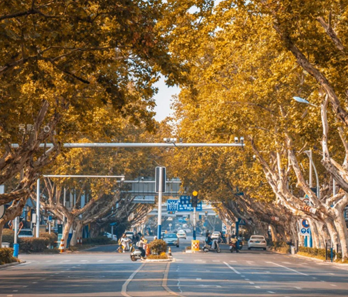 《四季梧桐丨重返梧桐树下，重拾洋房生活》