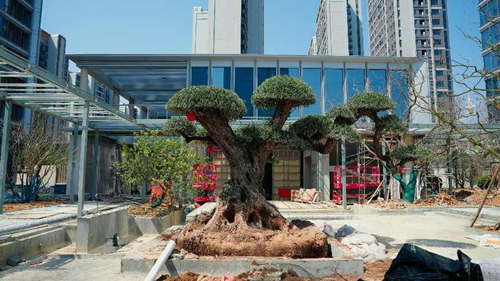 合肥豪宅新卷法：红达·天映千年古桩油橄榄卷出新高度